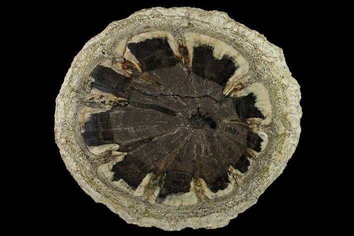 Petrified Wood (Hermanophyton) Slab - Colorado #152224